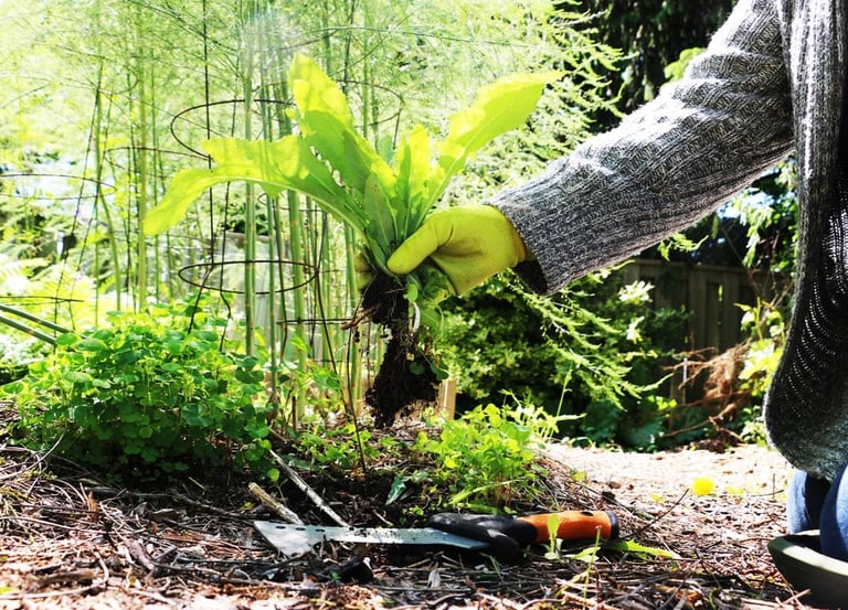 Professional landscaping team weeding and pruning garden beds in GTA