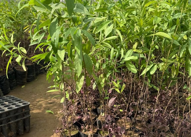 Young green tree saplings growing in black nursery bags inside a greenhouse nursery facility.