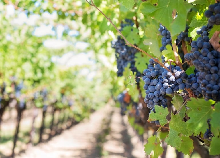 grapes