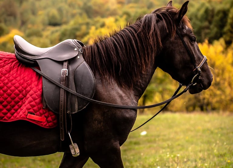 cal in natura, echitatie