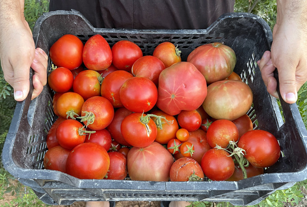 cultiva tomates en casa