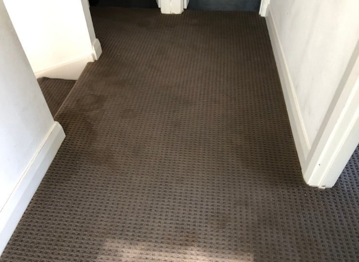 carpet soiled with pet urine deposits
