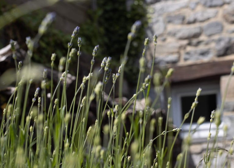 Jardin de la maison d'hôtes à Crupet