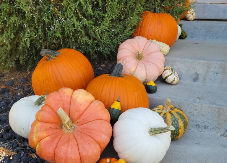 a bunch of pumpkins and squash on a sidewalk