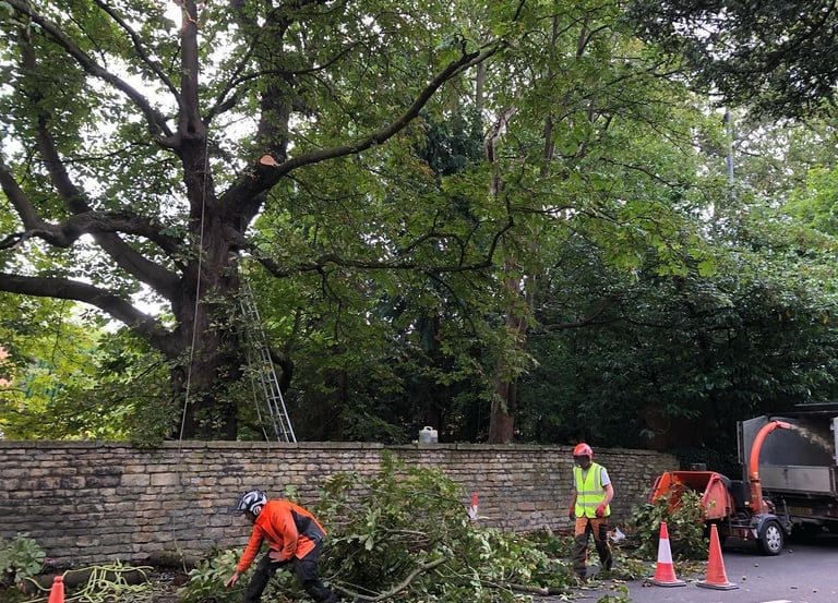 removing dead wood in Cheltenham services by Hamilton trees and gardens