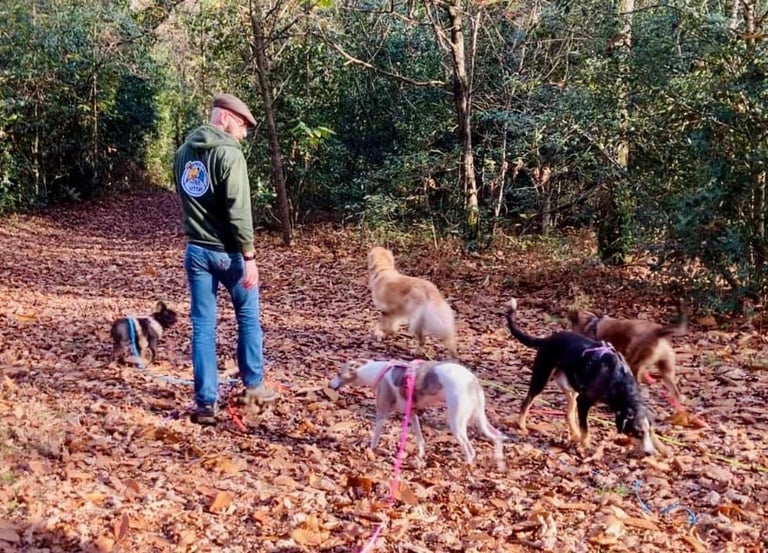 Dog walker avec des chiens en forêt