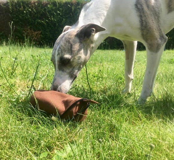 un whippet qui renifle un objet