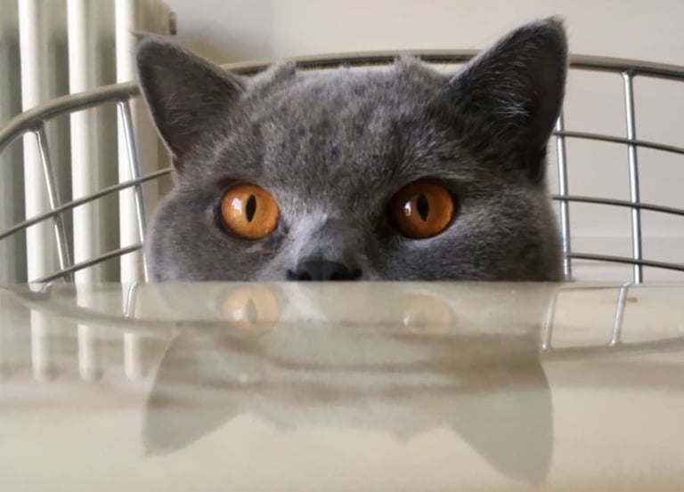 chat derrière une table qui nous regarde 