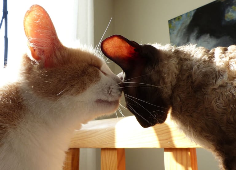 Un chat pose son nez sur la tête inclinée en avant d'un autre chat