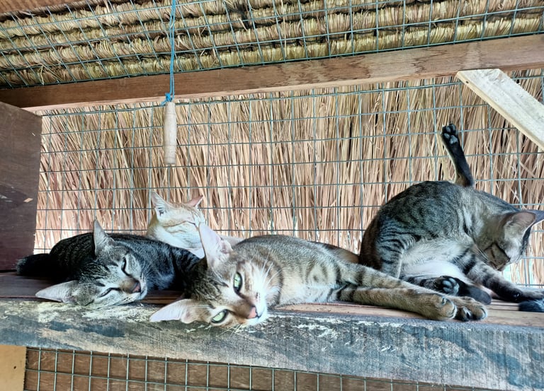 cats, bali cats, cats relaxing, sleeping cats, cat sanctuary