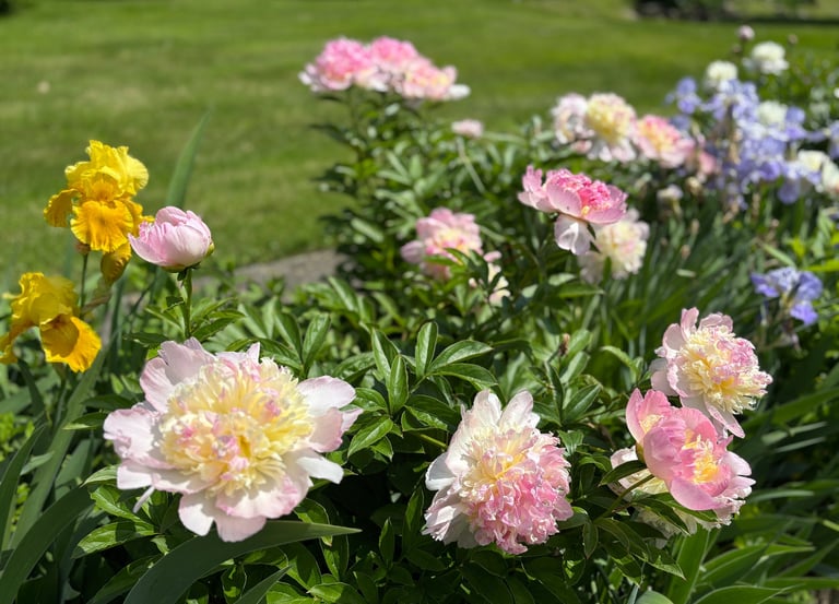 Beautiful peonies.