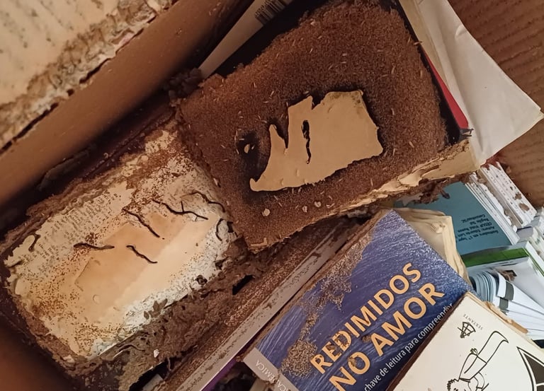 cupim de solo em livros
