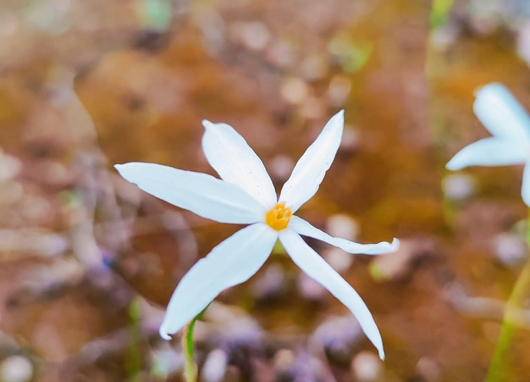 Delicata bellezza eterica della Natura