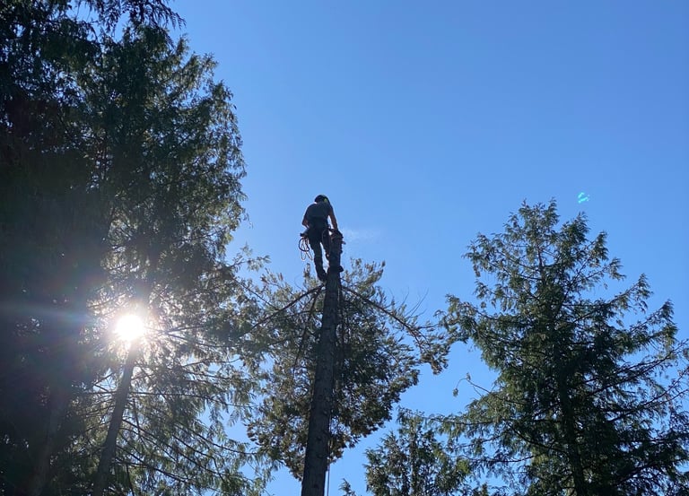 tree topping in salmon arm