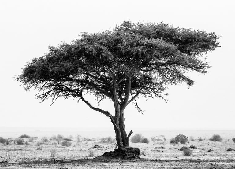 Black and white acacia tree