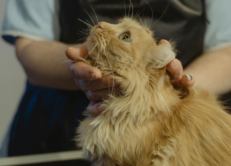 Tidy Tails Pet Grooming services Pune