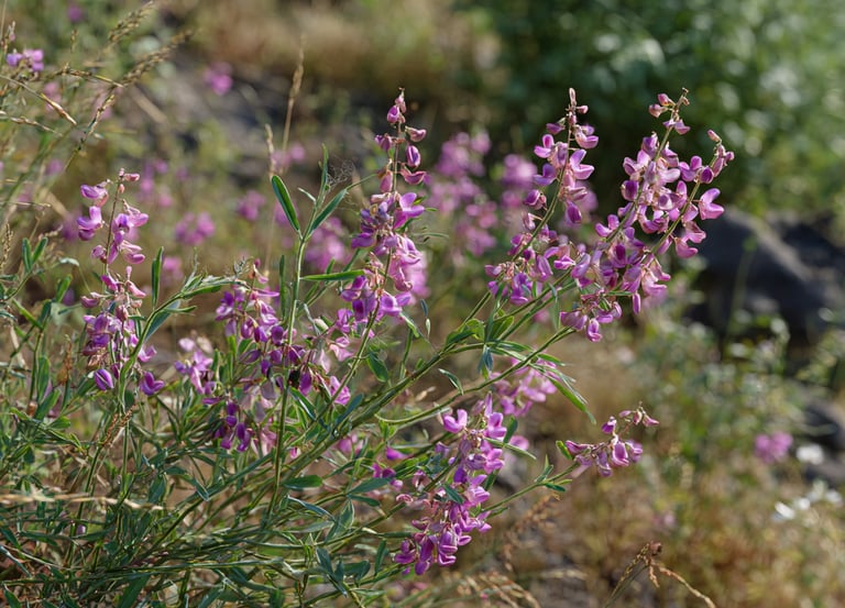 Lespedeza pour chien