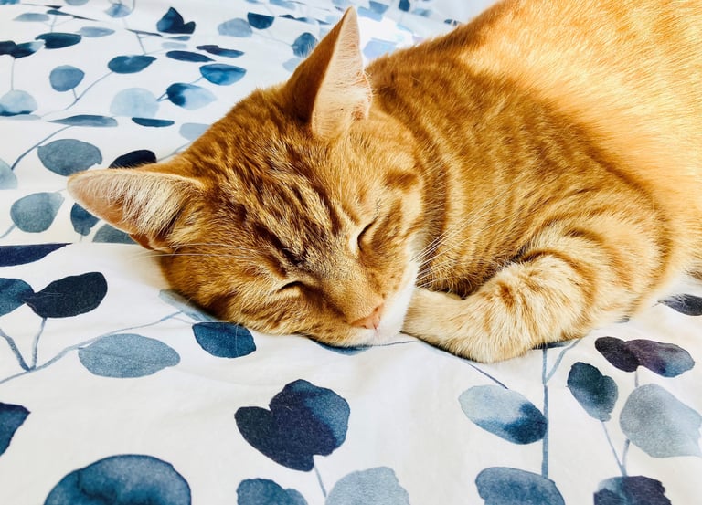Cat sleeping after lots of play with Laura during a pet visit