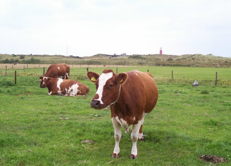 Camping De Duinen
