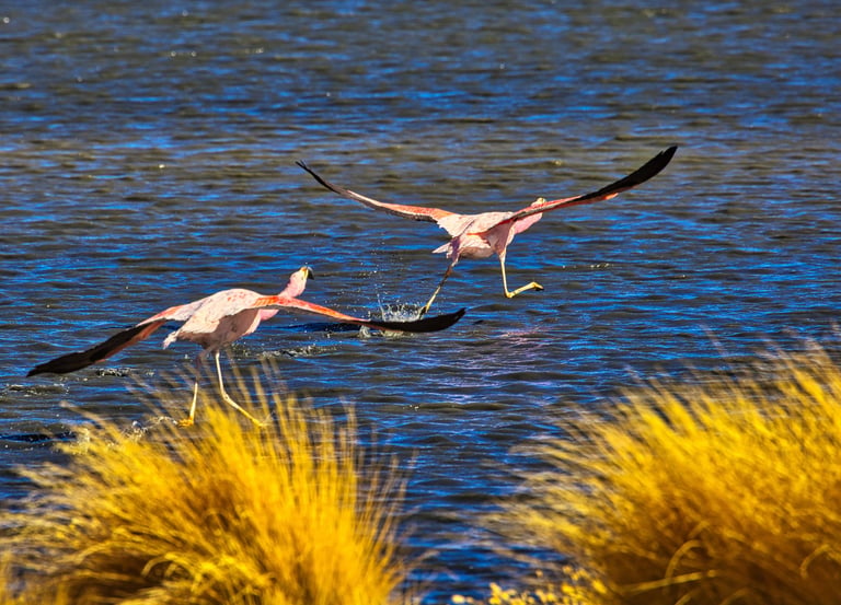 Atacama Desert & Uyuni Salt Flats Photography Tour