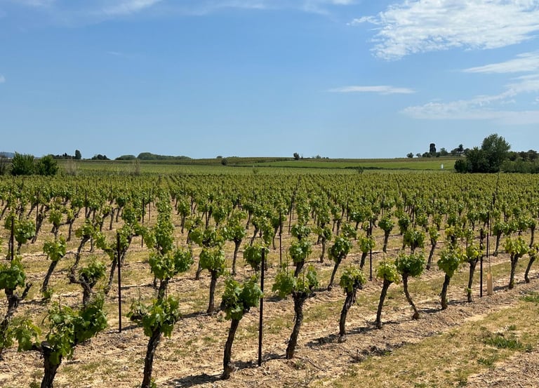 Photo panorama of rows of budding grapevines leading to gentle hills in background. Blue skies and stratocumulus clouds.