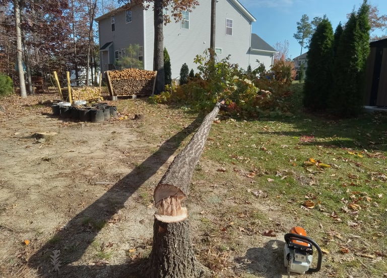 Small Diameter Tall Red Oak Tree Removal Chesterfield Virginia