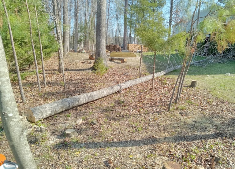 Removing an aggressive tulip poplar crowding out the canopy for the remaining trees to mature healthier in Harpers Mill, VA
