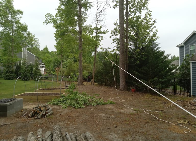 Rigging a backleaning Sweetgum to come down safely using a Maasdam rope puller
