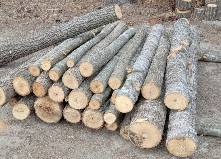 Cutting logs into 8 foot sections for removal if building something out of them is desired