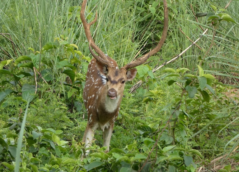 spotted deer in Bardiya