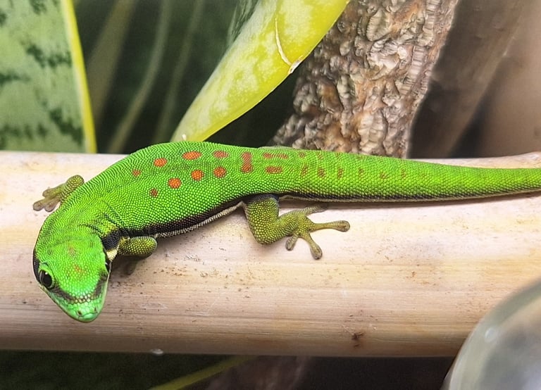 Phelsuma nigristriata