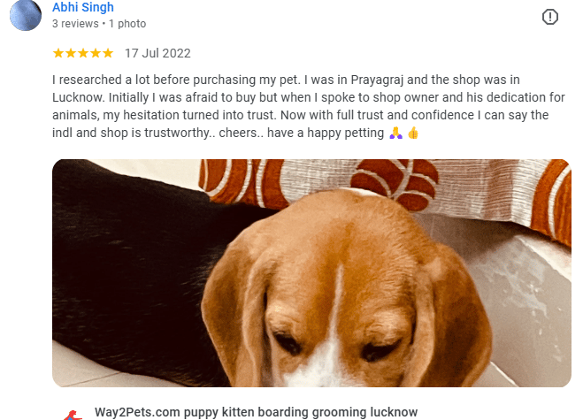 Beagle customer prayagraj Lucknow pet shop