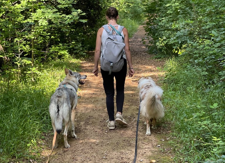 Balades canines dans le 06
