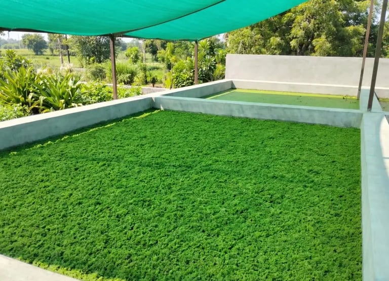 Set up an azolla production unit for feeding animals sustainably