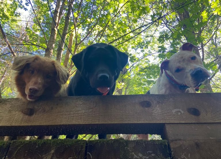 three dogs are sitting on a wooden fence