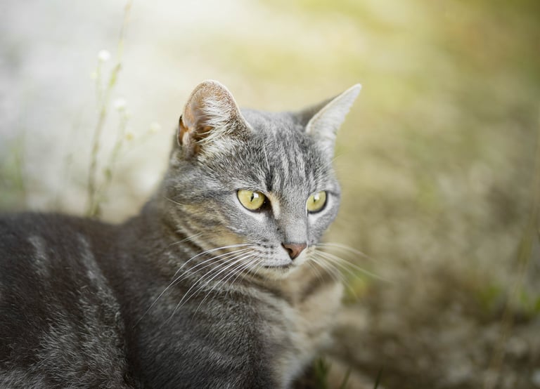 Tay qui aime les promenades