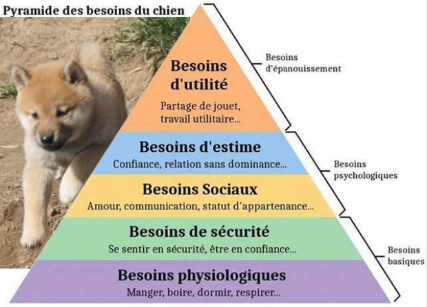 Diagram of the dog hierarchy of needs pyramid showing physiological, safety, social, and esteem levels.