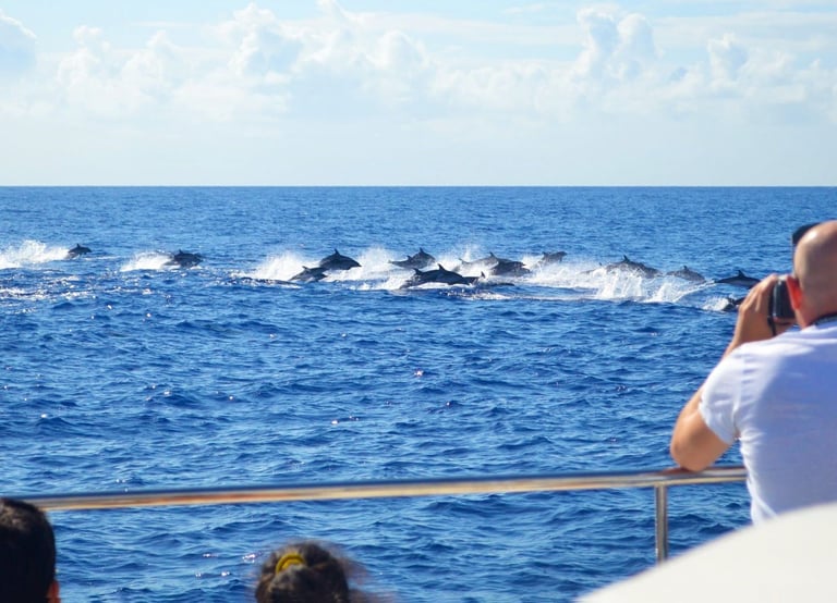 A large pod of dolphins leaping through the waves of the Atlantic Ocean, seen from a VIP Dolphins catamaran in Madeira.