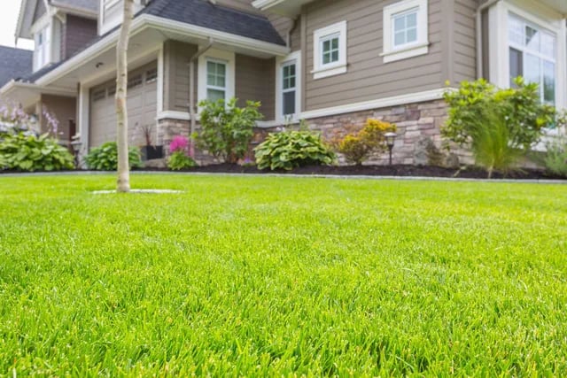 Close-up of a perfectly mowed and healthy green lawn in a suburban Toronto neighborhood
