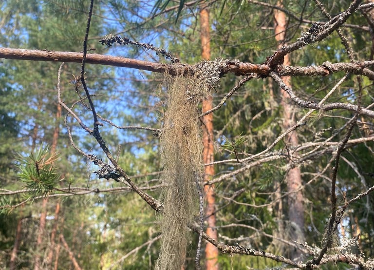 La mère des marais (lichen) - Estonie