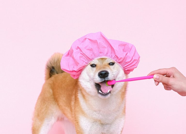 Tidy Tails Pet Grooming services Pune