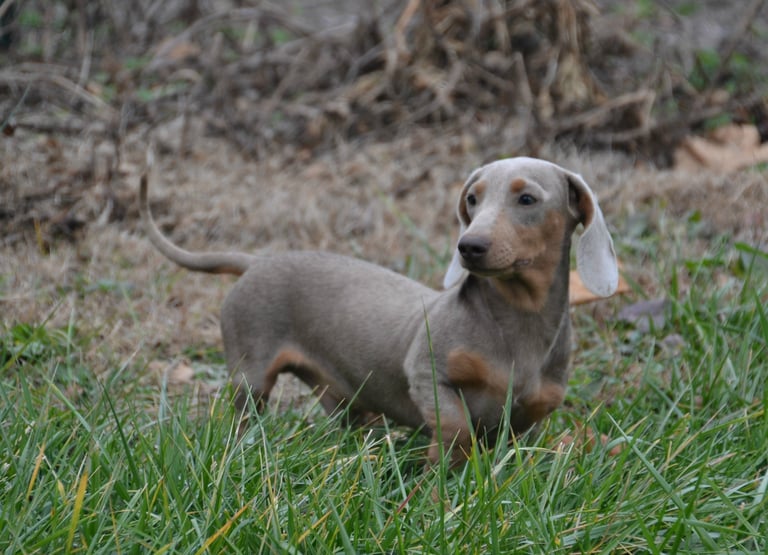 dachsund from shady acres kennel