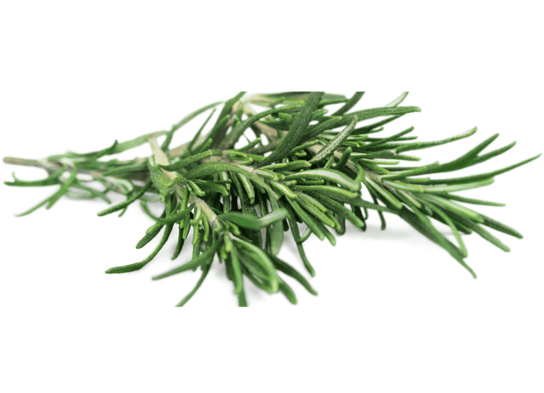 Fresh rosemary sprigs,  needle-like, deep green leaves with a slightly curved shape and woody stems