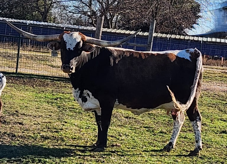 Texas Longhorn cow