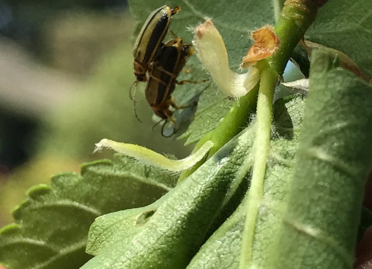 beetles bonking