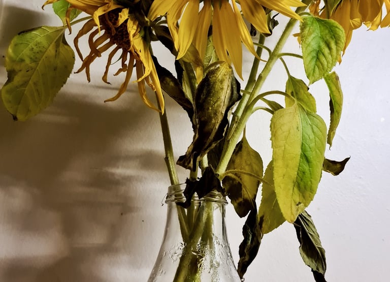 Wilting sunflowers in a vase representing the negative toll anxiety has in the mental landscape