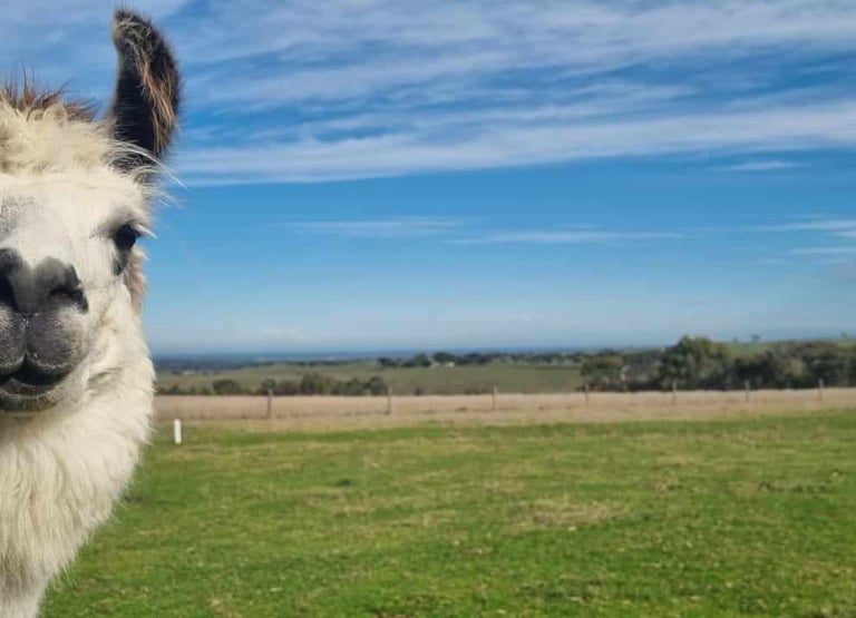 A lama observing the photographer without interaction, similar to the experience of hypnosis.