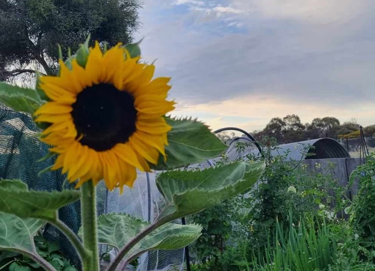 A bright sunflower in a garden on a cloudy day representative of mental resilience training.