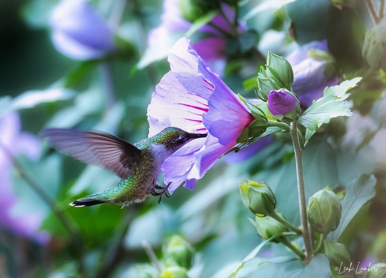 Ruby throated hummingbird in the rose of sharon.