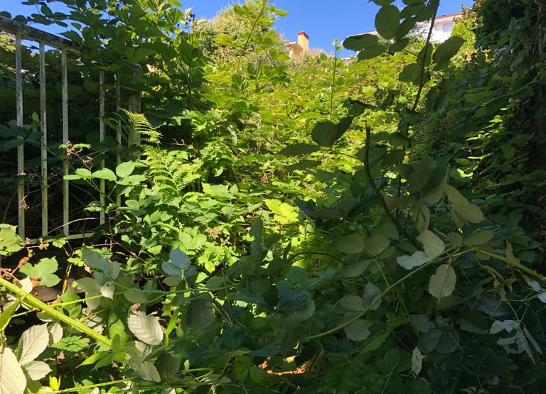 Blackberry removal beforer pic completed in Port Coquitlam